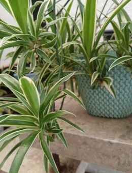 Suchen Erdgeschosswohnung oder kleines Haus mit Garten - Northeim Zentrum