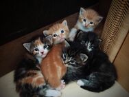 Wunderschöne Maine Coon Mix Katzenbabys, Kitten - Mertingen