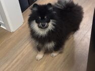 Pomeranian reinrassig sucht liebes zuhause. - Schönkirchen