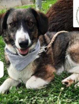 Iris Stille Wasser wedeln tief! - Kissing