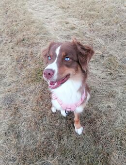 Australian Shepard (weiblich) zu verkaufen - Gunzenhausen
