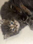 Maine coon kitten in 34613
