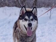 Charlie❤️sucht seime eigene Familie - Rott (Inn)