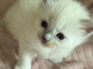 Ragdoll kitten - Dortmund Renninghausen