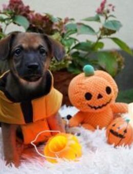 Lolly ist ein 3,5 Monate junges Mischlin - Kassel