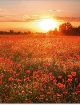 Artland Glasbild Mohnblumenfeld bei Sonnenuntergang, Blumen (1 St), in verschiedenen Größen