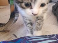 Hausbabykatzen zu verkaufen! - Wiesbaden Kastel
