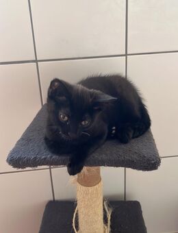 Süßes schwarzes Kitten sucht ein liebevolles Zuhause - Geislingen (Steige)