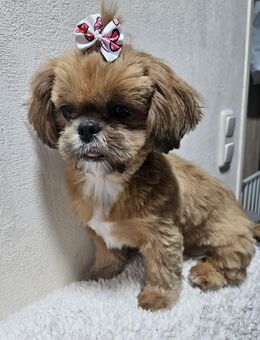 Shih-tzu Welpe - Offenbach (Main) Bürgel