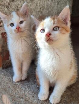 2 Babykatzen suchen liebevolles Zuhause - Wiesbaden Dotzheim