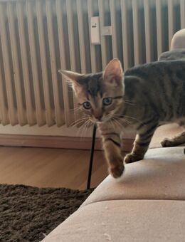 Kleine Katze sucht Zuhause - Mitterteich