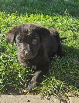 Welpenmädel Nelly 💕 - Laufen