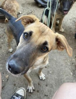 Hier kommt der süße Kalle 🐾 - Elsdorf (Nordrhein-Westfalen)