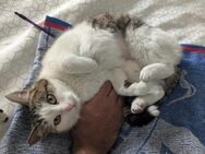 Maine Coone-Mix-Kitten sucht dich !! - Esslingen (Neckar)