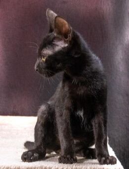 Sunny, ein verspieltes Katzenkind - Brunstorf