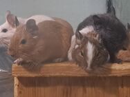 junge bunte neugierige Degus Degu männlich weiblich - Neustadt (Sachsen)