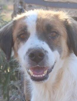 Mick, geb. ca. 12/2020, GRIECHENLAND - Markdorf