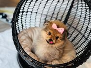 Reinrassige Pomeranian Spitz Welpen Mutter mit Stammbaum - Rheine