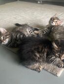 Sibirische Waldkatzen Mix in 85391