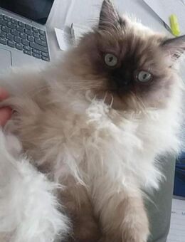 Reinrassig Perser katze - Leipzig