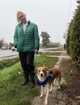 🆘🌟Sanfter Jari sucht Dich🌟🆘 - Eislingen (Fils)