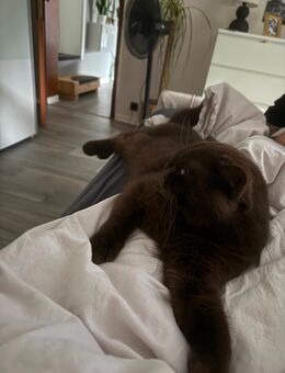 Bkh Bärchen Kater Bally sucht Körbchen - Bad Ems