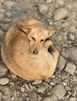 Pflegestelle gesucht für Tiffy - Celle