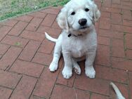Ich, ein Golden Retriever Rüde, geb. 3.5.2025, suche noch ein Zuhause - Recke