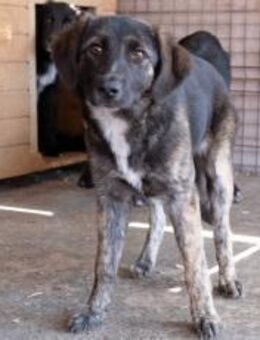 Die hübsche Ewa sucht ihr Zuhause! - München