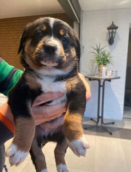 Entlebucher Sennenhund Welpen - Gütersloh