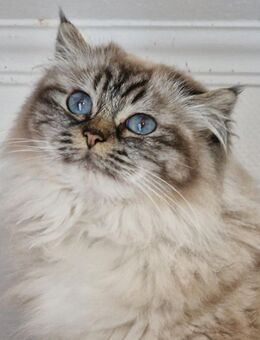 Heilige Birma mit Stammbaum - Verden (Aller)