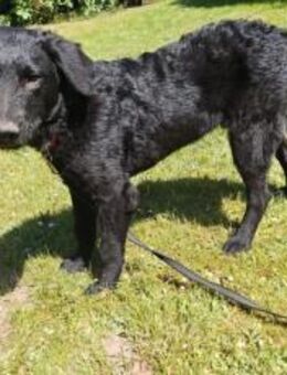 Sonnenschein Franzl sucht sein Körbchen - München