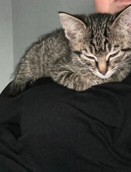 Kleiner Kater - Mömlingen