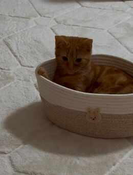 Junge Katze sucht dringend ein neues Zuhause - Bochum