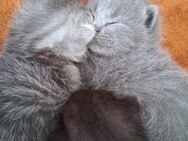 BKH kitten - Geldern Zentrum