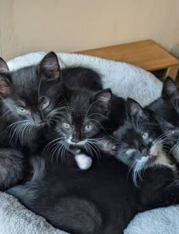 Vier Kitten-Rabauken suchen Zuhause zum Chaos-stiften - Geldern