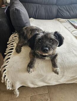 REMUS - er sucht eine neue Familie - Erfurt