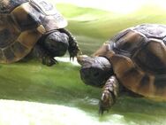 Griechische Landschildkröten Babies NZ 2024 - Freising