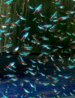 Aquarium Fisch; Neonsalmler / Neon-Tetra (Paracheirodon innesi) - Erftstadt