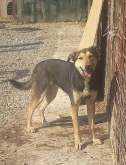 Nelson, ein wunderschöner Rüde - Weilheim (Oberbayern)