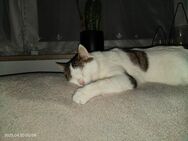 EKH Katze sucht ein neues Zuhause - Schongau