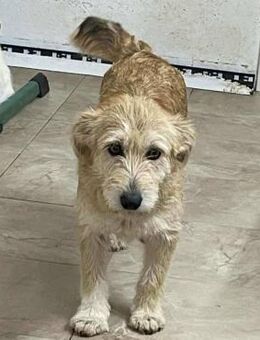 Trixie sucht ein schönes Zuhause - Blankenheim (Nordrhein-Westfalen)