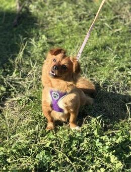 FALABELLA ❤️ 1 tapferes Hunde-Mädchen - Mylau