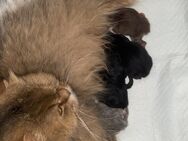 Kitten Perser X British langhaar mix - Moers