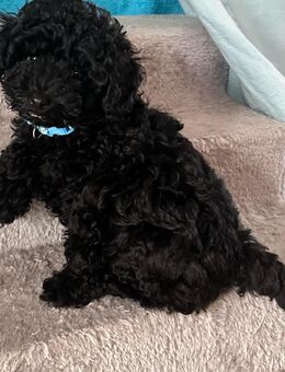 2 zuckersüße Toypudel Welpen - Erfurt Zentrum