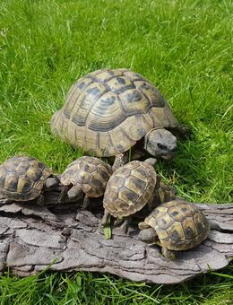 Griechische Landschildkröten zu verkaufen - Bremerhaven