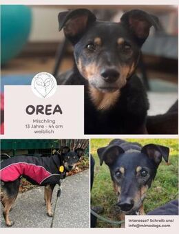 Orea: Liebevolle Hundedame - Brühl (Nordrhein-Westfalen)
