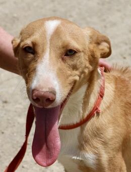 Goofy, lernwillig, freundlich, offen - Westerholt