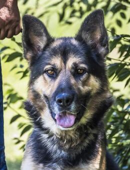 Blacky-SI, Schäferhund sucht Liebhaber! - Neustadt (Rübenberge)