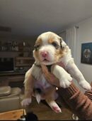Australian shepherd Welpen in 46499